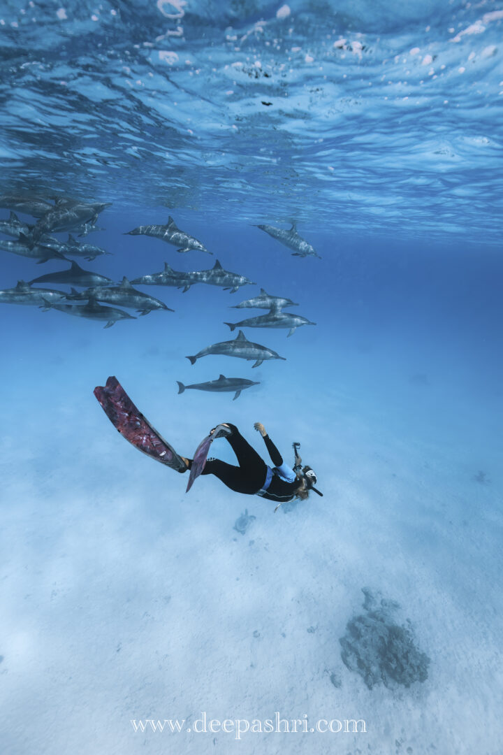 Snorkeling con i delfini<span style="font-size: 16px;">buffet che lo staff prepara sempre con cura! </span>